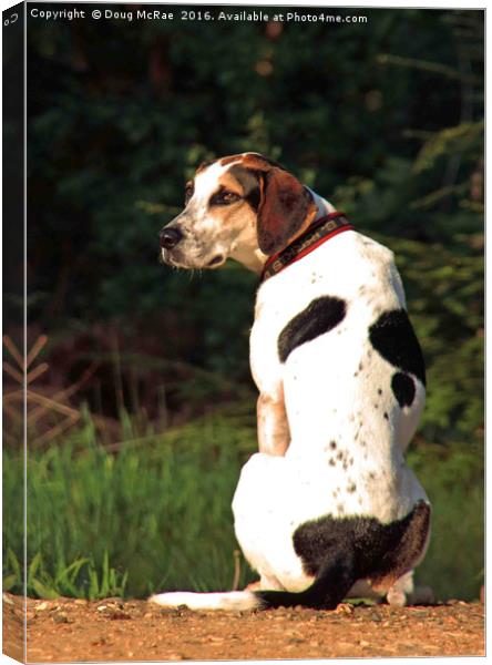 hound dog Canvas Print by Doug McRae