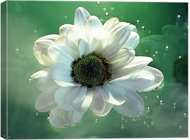 White Chrysanthemum in reflection Canvas Print by Doug McRae
