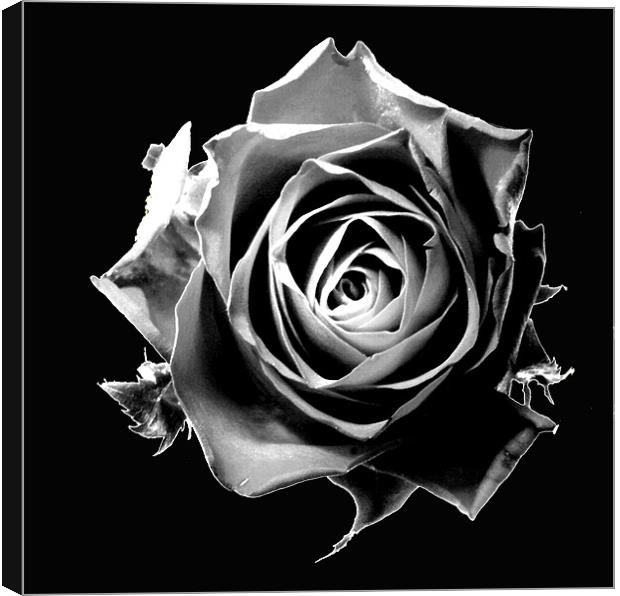 Black rose Canvas Print by Doug McRae