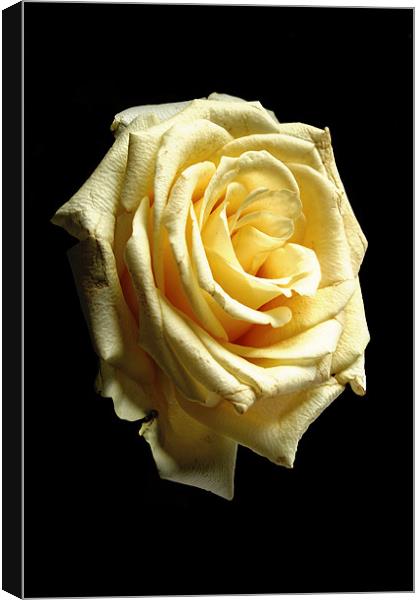 Summer’s Kiss Rose Canvas Print by Doug McRae