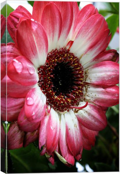 Pink and White Canvas Print by Doug McRae