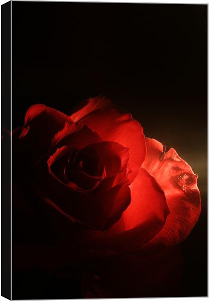 Soft Red Rose Canvas Print by Doug McRae
