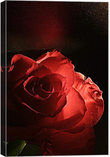Red Rose Canvas Print by Doug McRae