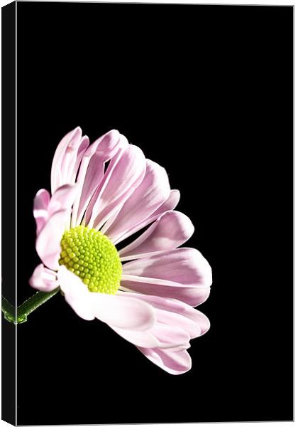 Pink Chrysanthemum Canvas Print by Doug McRae