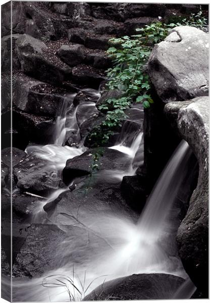 Ivy water fall Canvas Print by Doug McRae