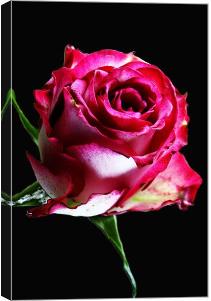 Neon Pink Rose Canvas Print by Doug McRae
