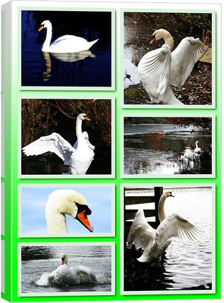 Collage of swans Canvas Print by Doug McRae