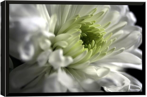 Framed chrysanthemum Canvas Print by Doug McRae