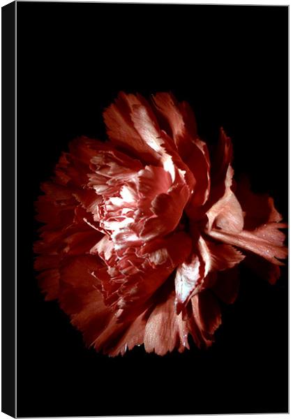 Carnation Canvas Print by Doug McRae