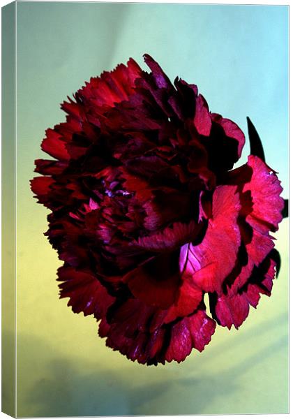 Red carnation Canvas Print by Doug McRae