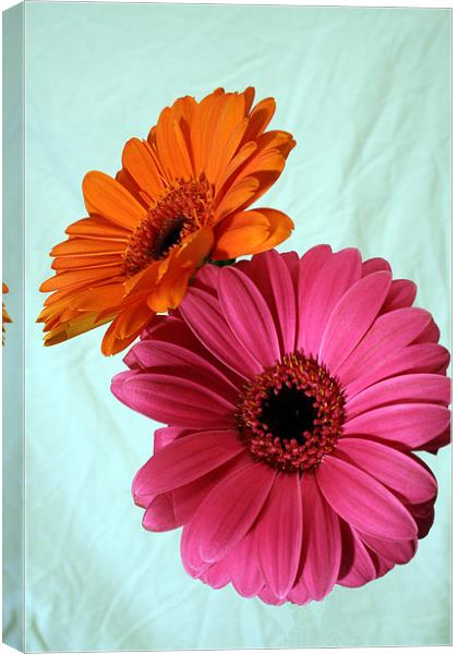 Pink and Orenge Canvas Print by Doug McRae