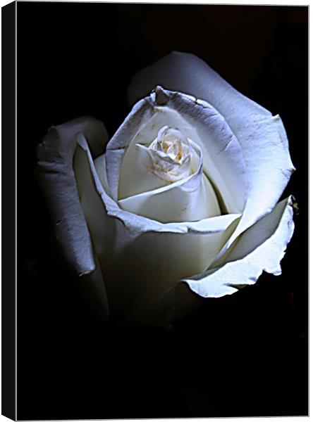 White rose Canvas Print by Doug McRae