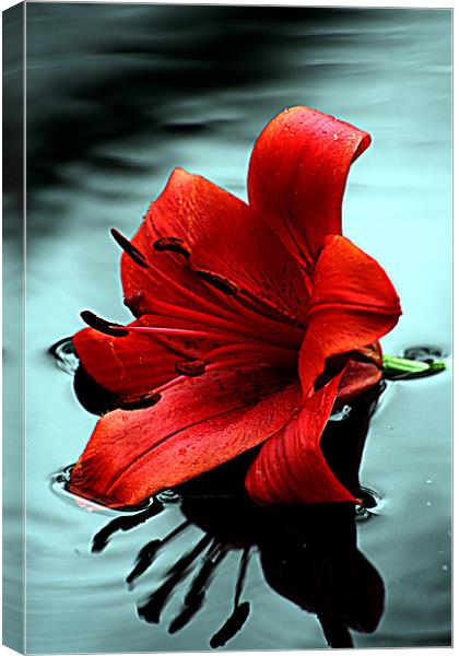 Lilly Canvas Print by Doug McRae