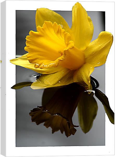 Daffodil in 3d Canvas Print by Doug McRae