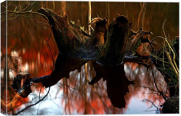 beech stump Canvas Print by Doug McRae