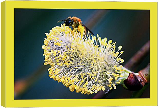 Willow flower Canvas Print by Doug McRae