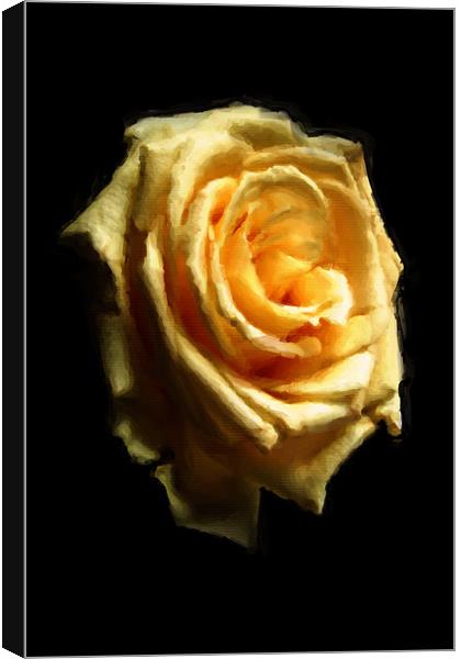Painted rose Canvas Print by Doug McRae