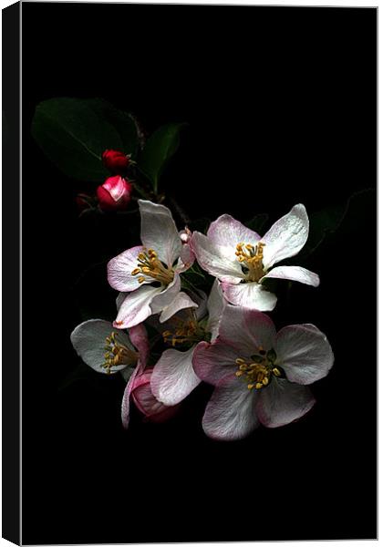 Apple blossom Canvas Print by Doug McRae