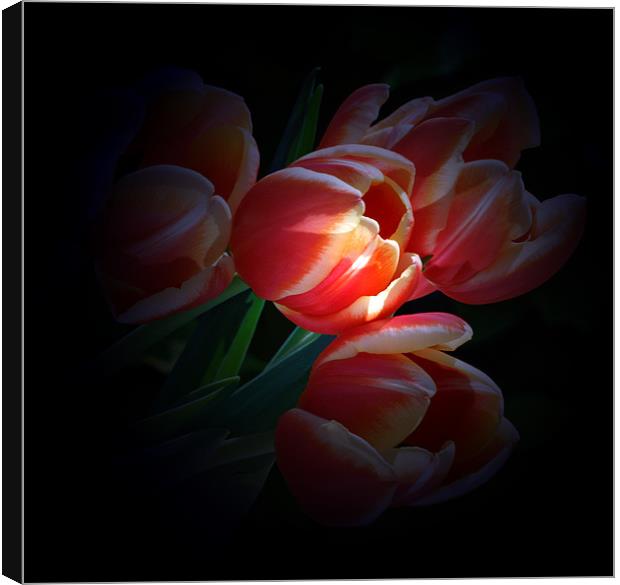 Tulips by tourch light Canvas Print by Doug McRae