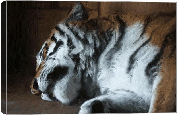 Painted sleeping tiger Canvas Print by Doug McRae