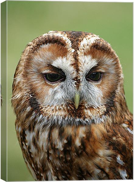Tawny Owl Canvas Print by Doug McRae
