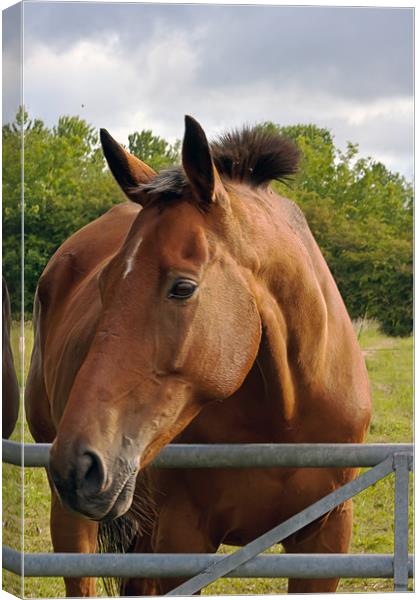 A Horse Canvas Print by Doug McRae