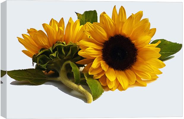 Sunflowers Canvas Print by Doug McRae