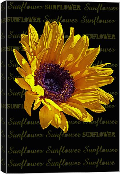 Sunflower head Canvas Print by Doug McRae