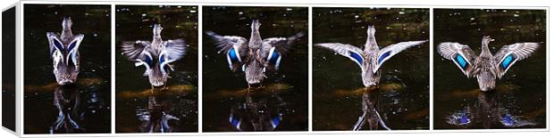 Blue-winged Teal diptych Canvas Print by Doug McRae
