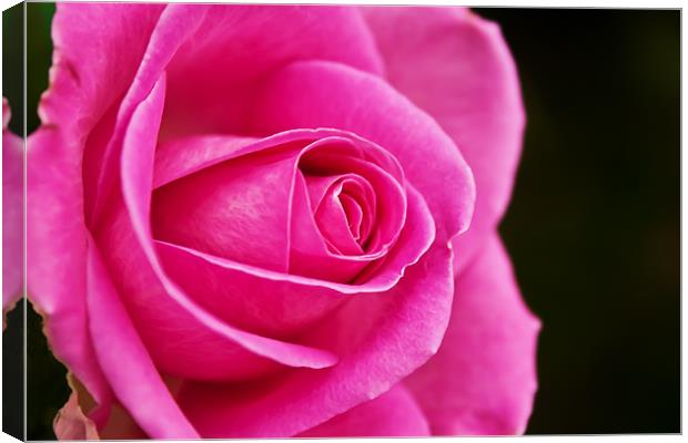 Rose (rosa) Canvas Print by Doug McRae