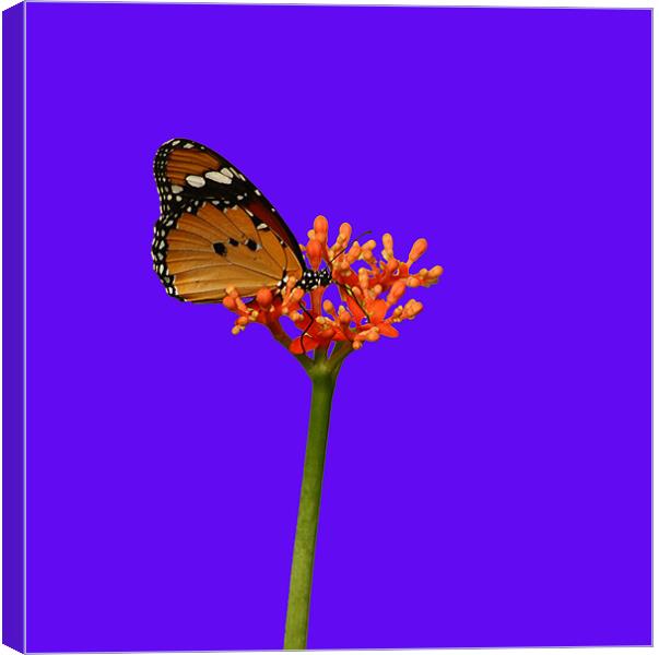 African Monarch Butterfly Canvas Print by Sandi-Cockayne ADPS