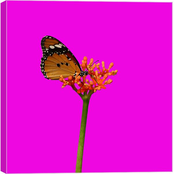 Butterfly In Shocking Pink! Canvas Print by Sandi-Cockayne ADPS
