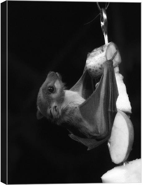 Egyptian Fruit Bat (Monochrome) Canvas Print by Sandi-Cockayne ADPS