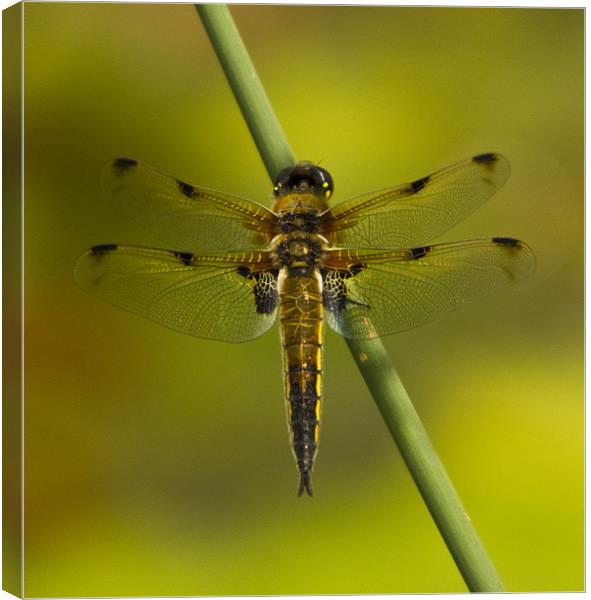 Four Spotted Chaser Canvas Print by Sandi-Cockayne ADPS