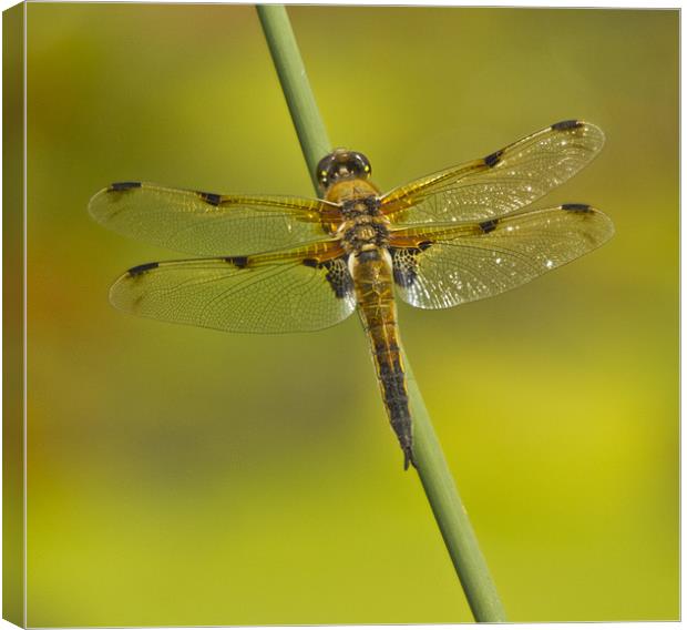 Four Spotted Chaser Canvas Print by Sandi-Cockayne ADPS