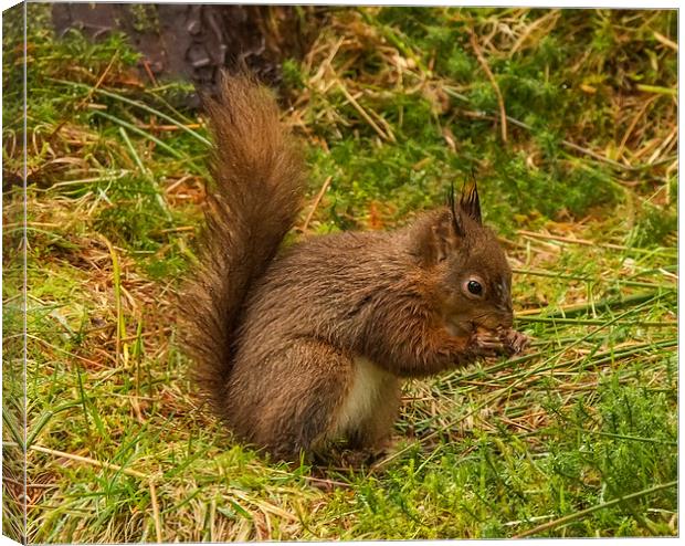 Red Squirrel - Sciurus vulgaris Canvas Print by Sandi-Cockayne ADPS