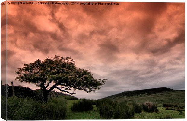  Hawthorn and Drama In The Sky Canvas Print by Sandi-Cockayne ADPS