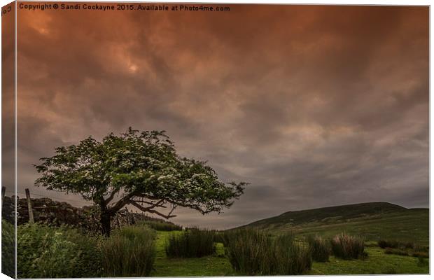  Thunder Over A Hawthorne Canvas Print by Sandi-Cockayne ADPS