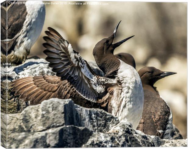  Laughing Guillemot! Canvas Print by Sandi-Cockayne ADPS