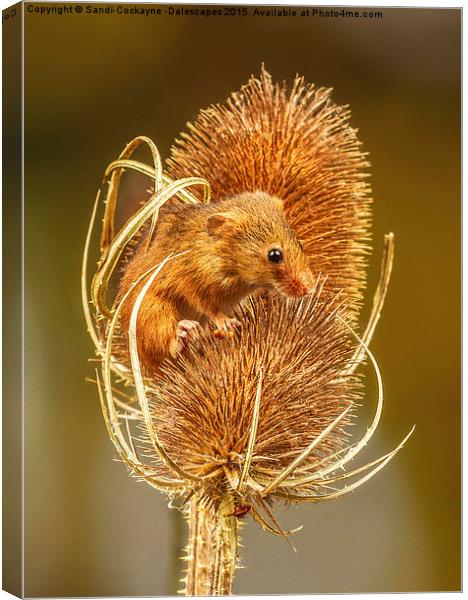  Harvest Mouse II Canvas Print by Sandi-Cockayne ADPS