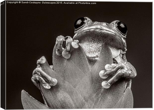  Peacock Tree Frog in Monochrome Canvas Print by Sandi-Cockayne ADPS