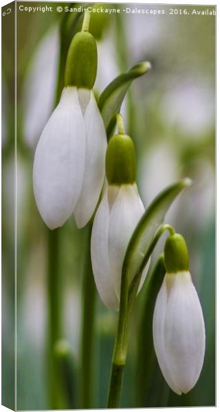 Triple Snowdrops Part III Canvas Print by Sandi-Cockayne ADPS