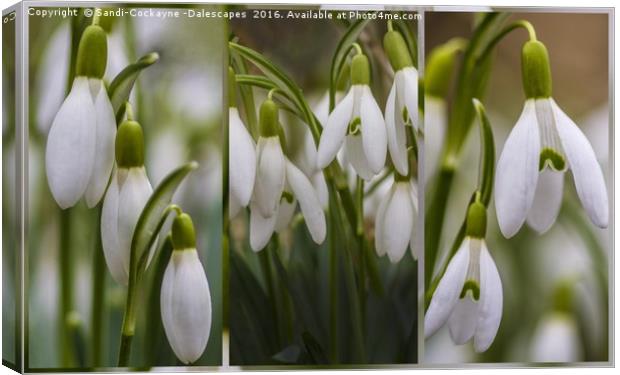 Triptych Snowdrops - FOR SHOWCASING NOT FOR SALE.. Canvas Print by Sandi-Cockayne ADPS