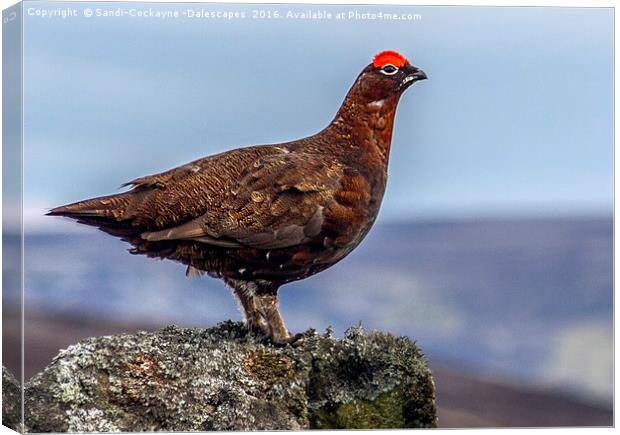 Red Grouse Canvas Print by Sandi-Cockayne ADPS