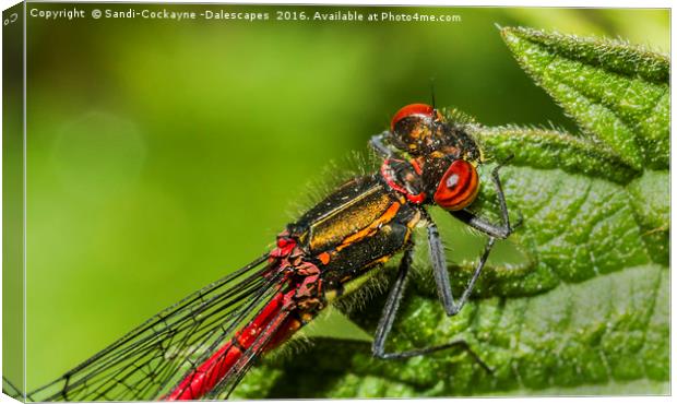 Detail Of Male Red Damselfly Canvas Print by Sandi-Cockayne ADPS