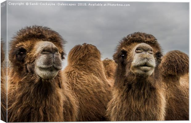 Bactrian Camels Canvas Print by Sandi-Cockayne ADPS
