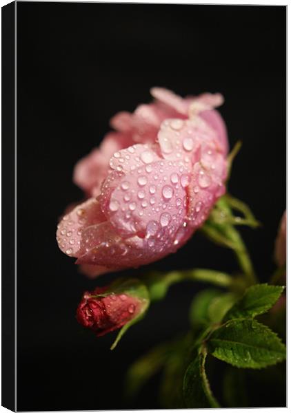 Weeping Rose Canvas Print by Sandi-Cockayne ADPS