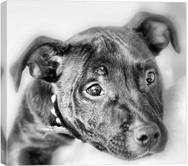 Staffordshire Bull Terrier (Re-Worked) Canvas Print by Sandi-Cockayne ADPS