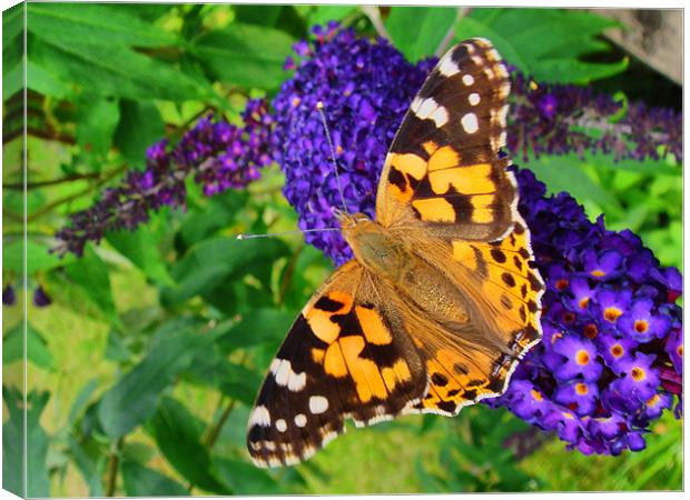 Painted Lady On Buddliah Canvas Print by Sandi-Cockayne ADPS