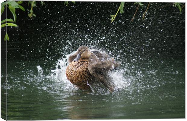 Having A Splash Canvas Print by Sandi-Cockayne ADPS